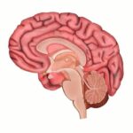 A story of the quiet health of the brain.