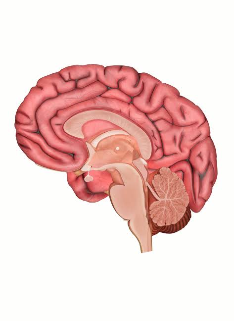 A story of the quiet health of the brain.